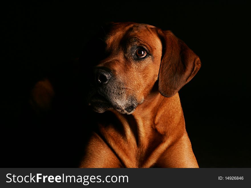 Low Key Head Shot of a Rhodesian Ridgeback