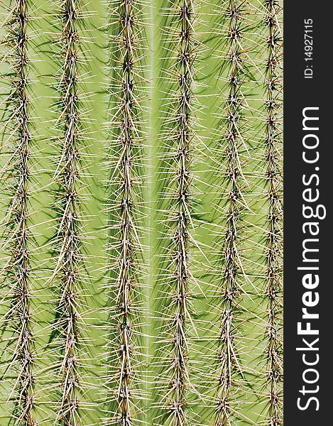 Close up of saguaro cactus plant