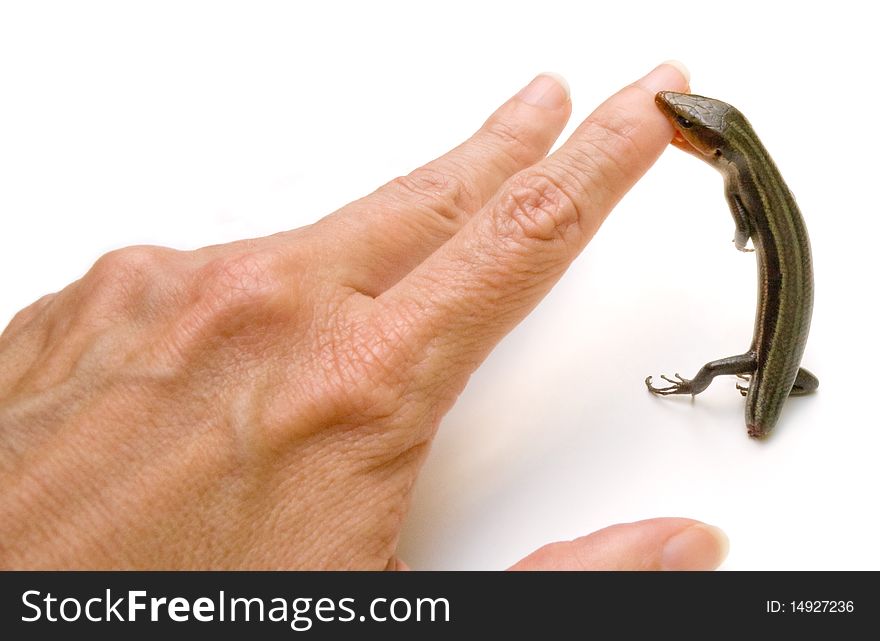 Skink biting human finger isolated on white background. Skink biting human finger isolated on white background.