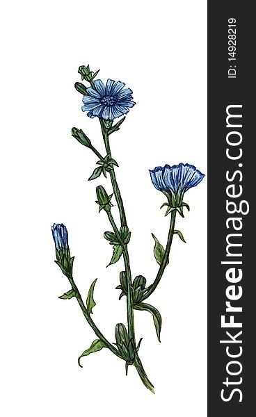 A watercolor illustration of a  blue flower. A watercolor illustration of a  blue flower