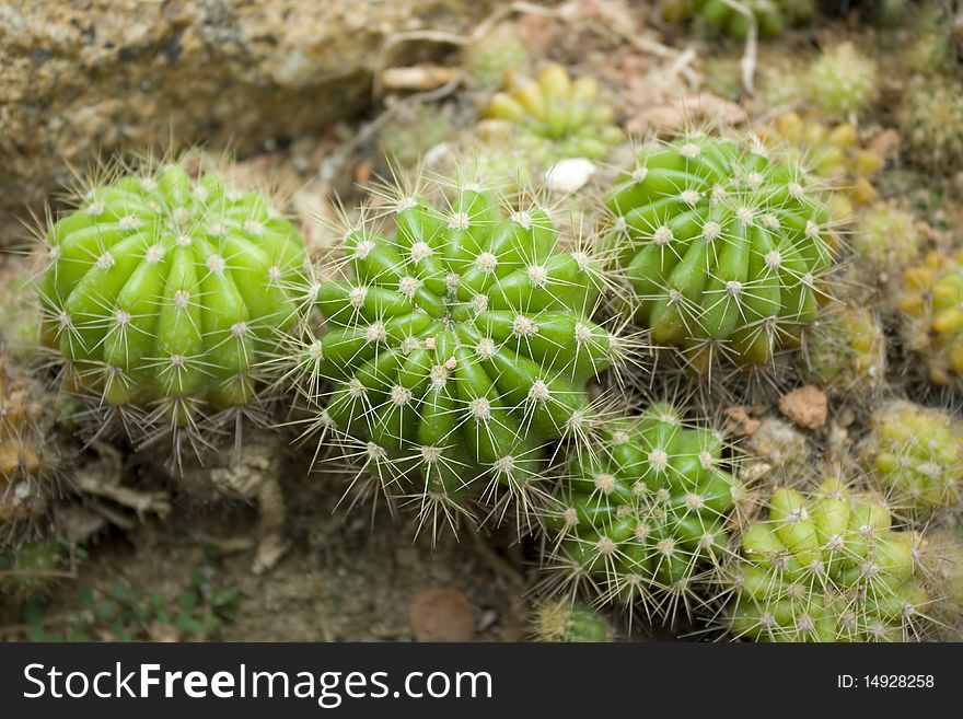 Beautiful Cactus