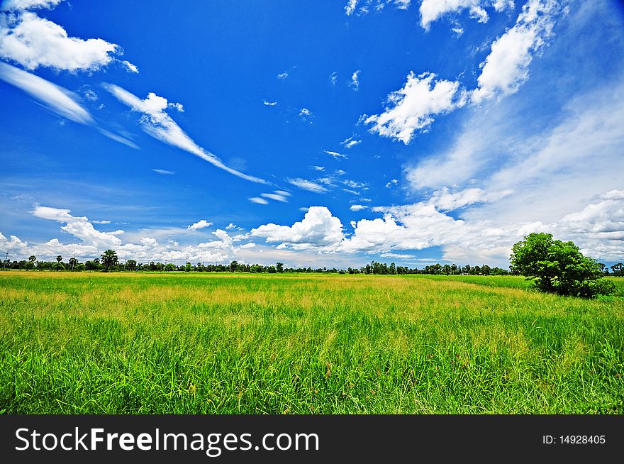 Green Farm Or Green Field And Blue Sky