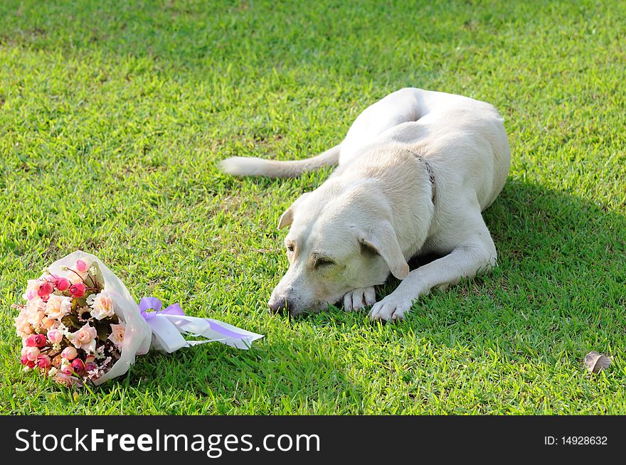 Dog and bouquet on green grass.
