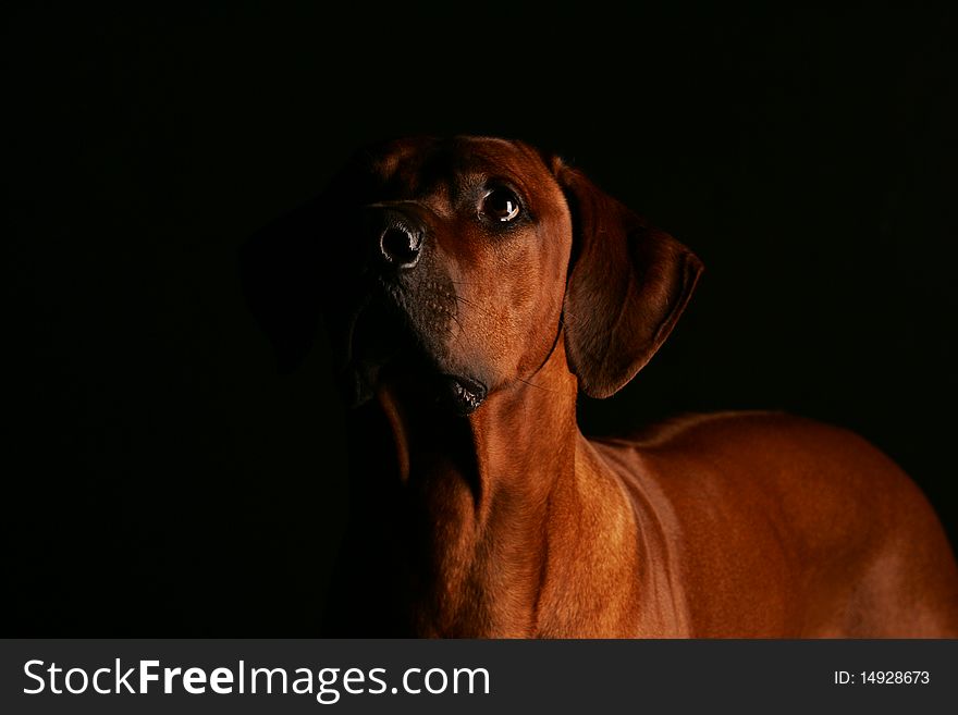 Low Key Head Shot of a Rhodesian Ridgeback. Low Key Head Shot of a Rhodesian Ridgeback