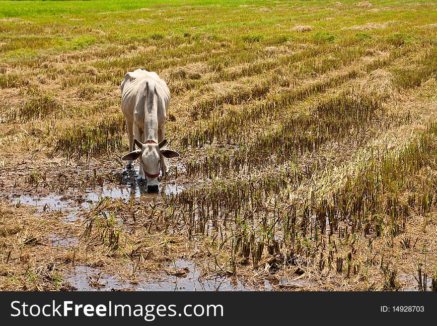 Image of ox in the rice field Chiang Mai