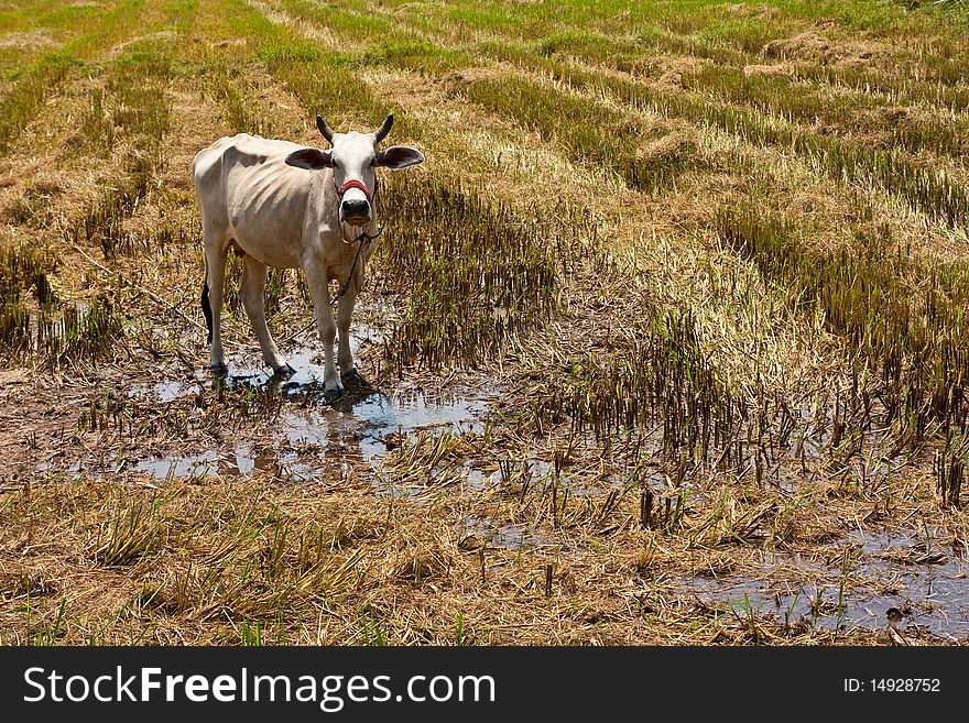 Image of ox in the rice field Chiang Mai