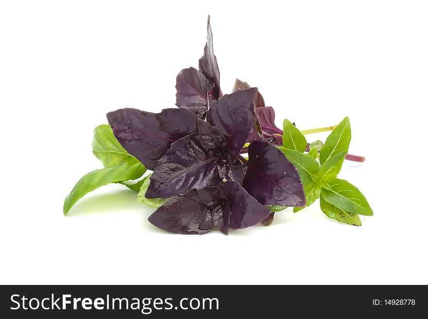 A bunch of fresh green and red basil isolated on a white background