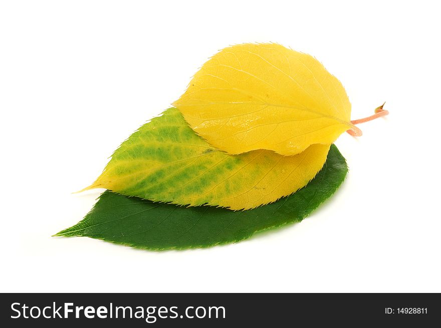 Three leaves in different colors isolated on a white background. Three leaves in different colors isolated on a white background