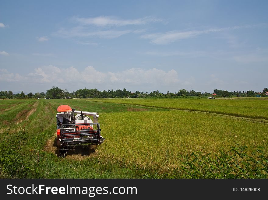 Image of havesting rice field in Chiang Mai Northern Thailand. Image of havesting rice field in Chiang Mai Northern Thailand