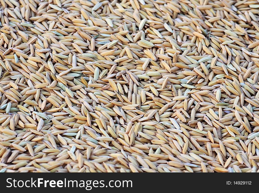 Seed rice Farmers for cultivation