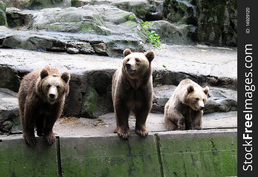 Three bears sitting or standing on the rock, facing camera.