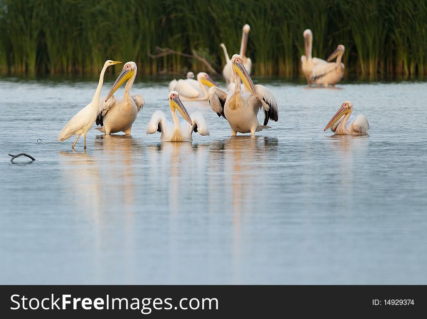 Great White Pelican Flock