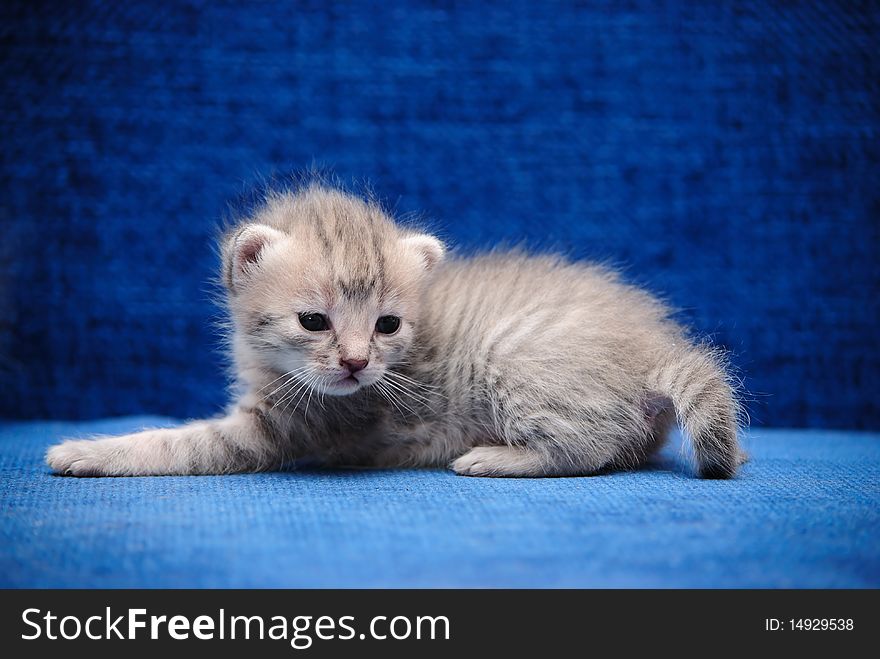 The fluffy kitten slay on a dark blue background. The fluffy kitten slay on a dark blue background