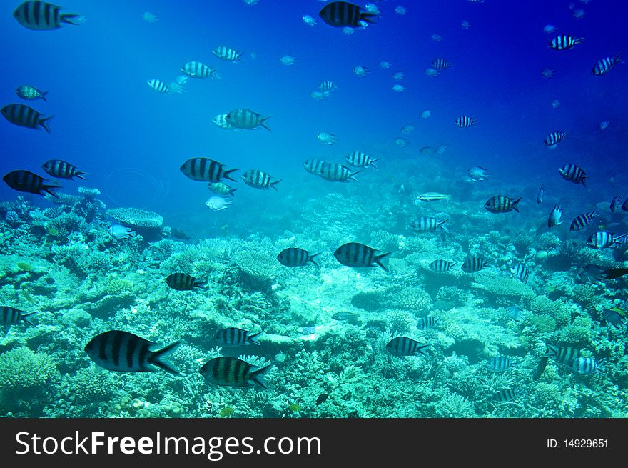 Wonderful underwater world of Red Sea. Wonderful underwater world of Red Sea.