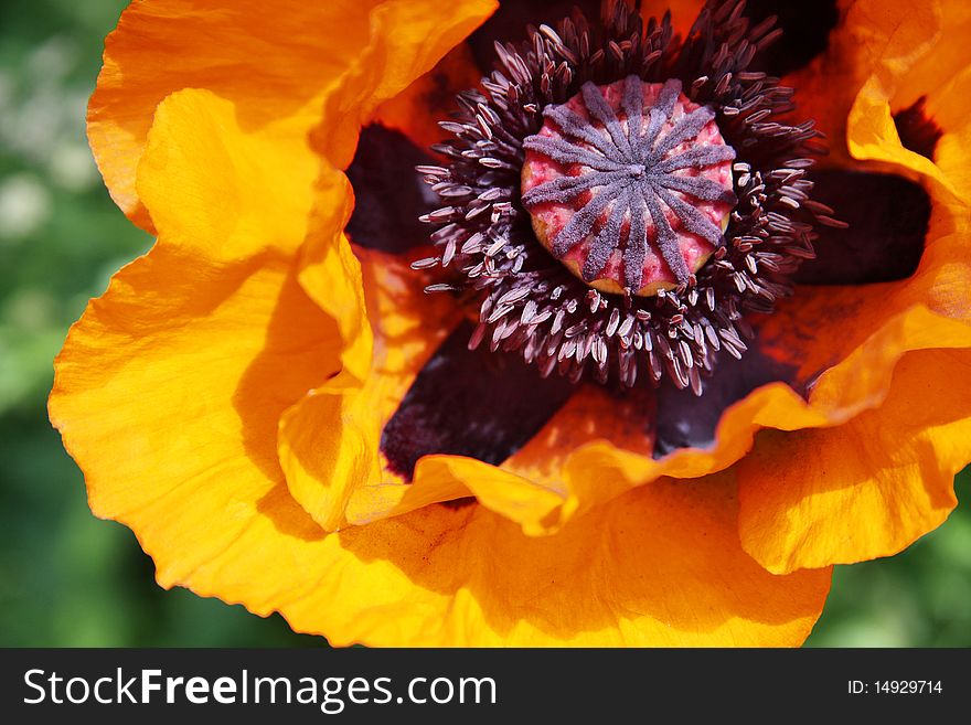 Orange poppy flower, photographed from the top down. Orange poppy flower, photographed from the top down