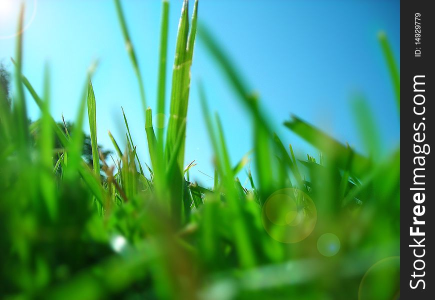 Close up on the grass in summer. Close up on the grass in summer.