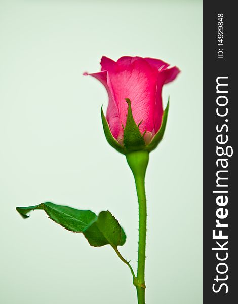 A pink rose on an isolated background.