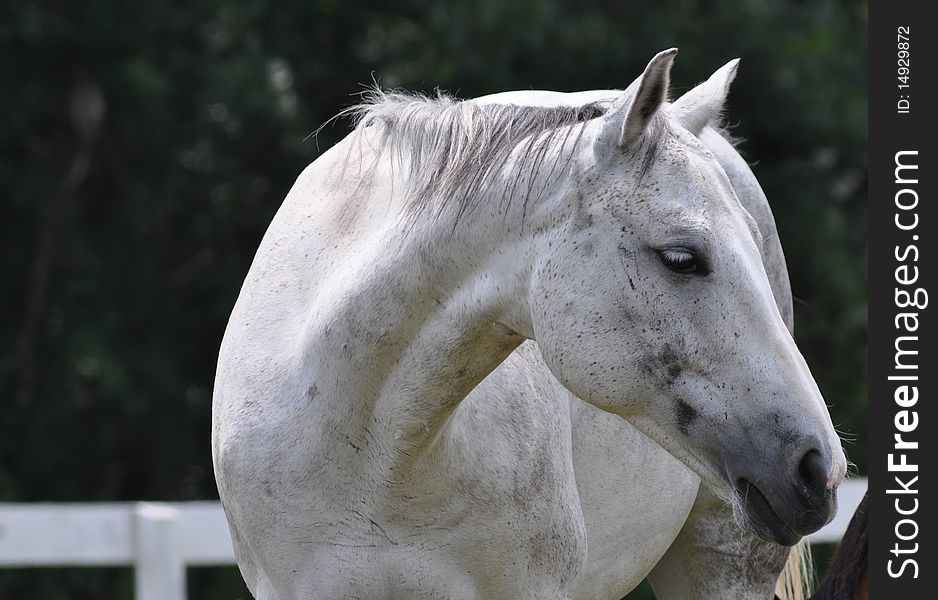 A beautiful white horse is showing its graceful neck. A beautiful white horse is showing its graceful neck.