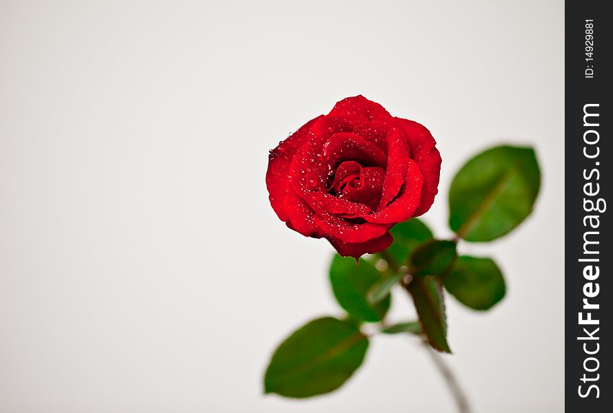 A red rose on an isolated background.