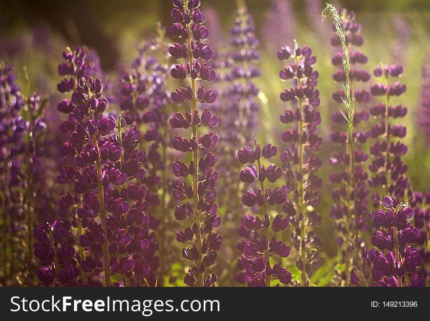 A lot of purple lupins bloom in the field. Glade of spring flowers. Beautiful blurred background, backlighting