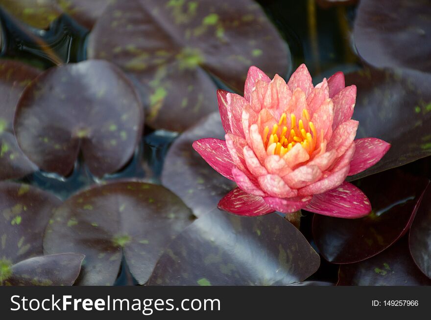 Pink waterlily flower on fish pond