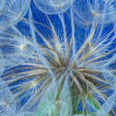 Dandelion Flower On A Beautiful Background Royalty Free Stock Image