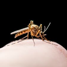 Free Yellow Fever, Malaria Or Zika Virus Infected Mosquito Insect Bite Isolated On Black Stock Images - 149293984