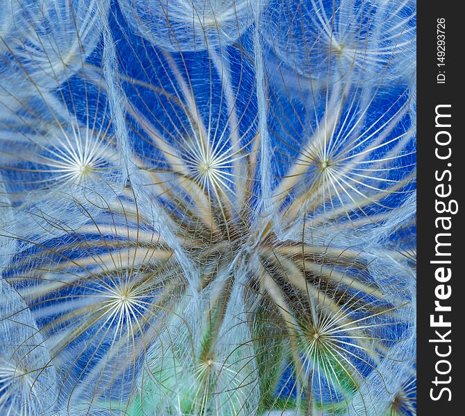 Dandelion flower on a beautiful background, texture