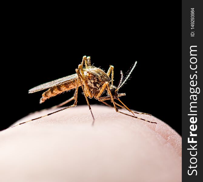 Yellow Fever, Malaria or Zika Virus Infected Mosquito Insect Bite Isolated on Black Background