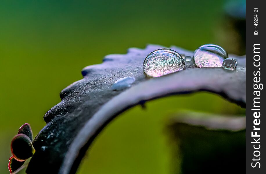 Drops of dew on a flower petal, on a beautiful background