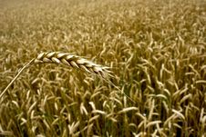Wheat Field Royalty Free Stock Photos Wheat Field Royalty Free Stock Photos
