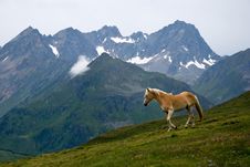 Horse On Alpine Pasture Stock Photo Horse On Alpine Pasture Stock Photo