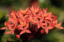 Ixora Royalty Free Stock Images Ixora Royalty Free Stock Images