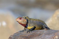 Garden Lizard Royalty Free Stock Image Garden Lizard Royalty Free Stock Image