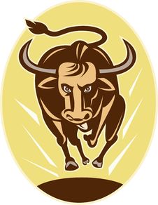 Texas Longhorn Bull Charging Stock Photo