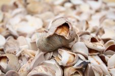 Broken Sea Shells Stock Photo