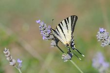 Papilio Butterfly Stock Images