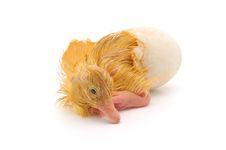 Duckling Royalty Free Stock Images