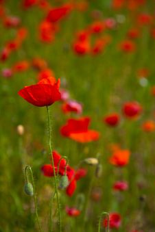 Poppy Field Royalty Free Stock Image Poppy Field Royalty Free Stock Image