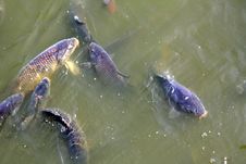 Live Fish Royalty Free Stock Photography Live Fish Royalty Free Stock Photography