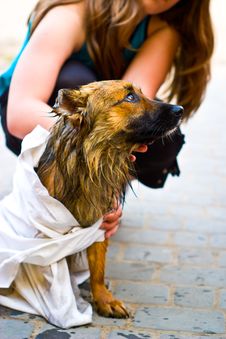 Dog Royalty Free Stock Images Dog Royalty Free Stock Images