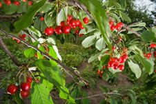 Bunch Of Cherries On A Branch Stock Photography Bunch Of Cherries On A Branch Stock Photography