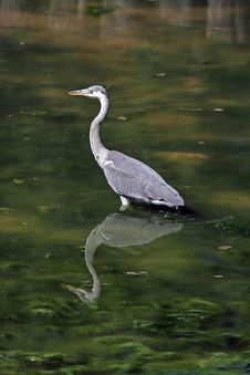 Grey Heron Stock Photos
