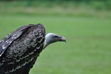 Eurasian Griffon Stock Photo Eurasian Griffon Stock Photo