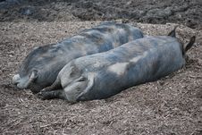 Pigs Royalty Free Stock Photography