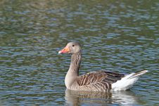 Greylag Goose Royalty Free Stock Image Greylag Goose Royalty Free Stock Image
