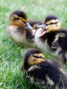 Ducklings In A Wanstead Park, London Royalty Free Stock Image
