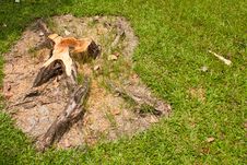 Free Stump And The Grass Royalty Free Stock Photo - 14939825
