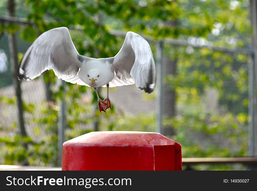 A white seagull taking off flying. A white seagull taking off flying