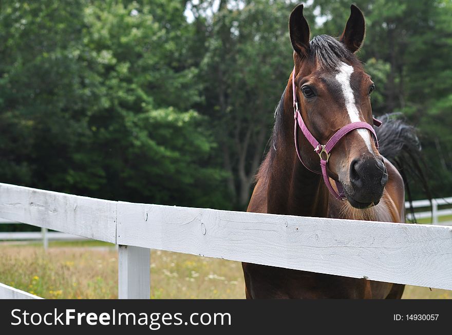 A cute young horse is looking to the camera. A cute young horse is looking to the camera.